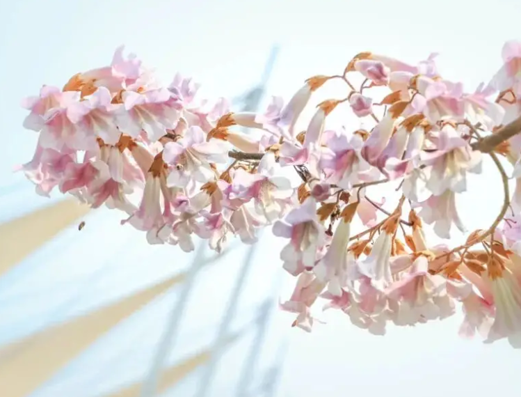 春暖花开激活“春日经济”：赏花游迎旺